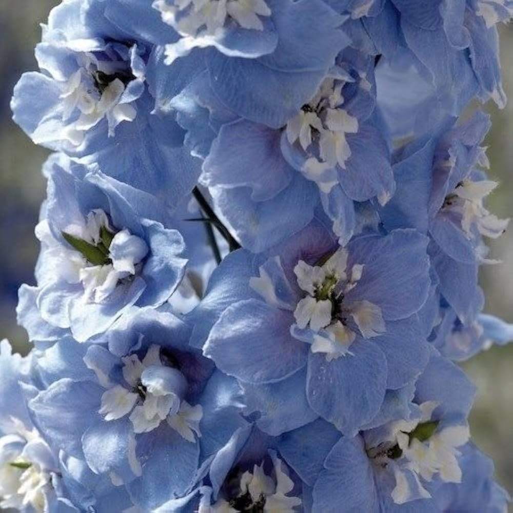 Delphinium flower Delphinium elatum magic fountains seeds for planting in backyard garden or floral borders
