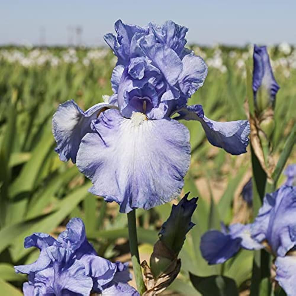 Sugar Blues Reblooming Bearded Iris Seeds