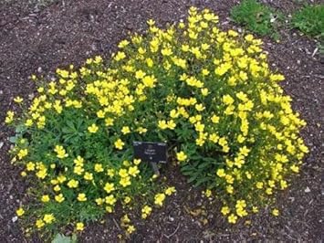 Yellow Linum Flavum Flower Seeds for Planting - 100 pcs