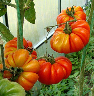 Costoluto Genovese tomato seeds for planting heirloom ribbed Italian variety