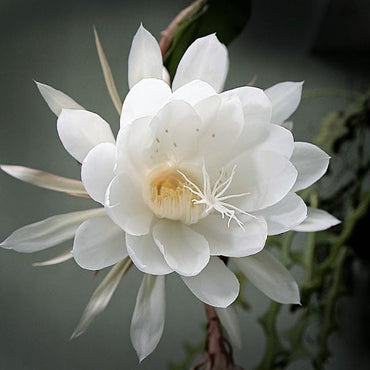 Heirloom Epiphyllum Flower Seeds, Non-GMO Night-Blooming Cactus Blooms for Garden Planting
