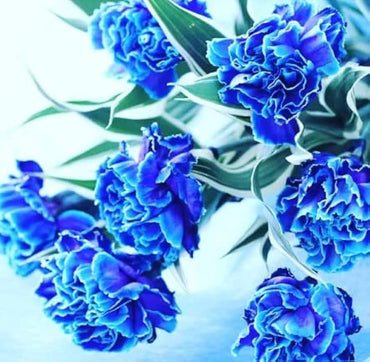 Dark Blue Carnation Flower Seeds – Heirloom, Non-GMO Flower Seeds for Planting