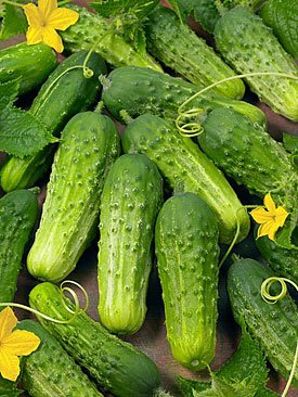 Boston Pickling Cucumber Seeds for Planting - heirloom & Non-GMO Seeds