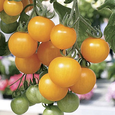 Oxheart Yellow tomato seeds heirloom variety for large heart-shaped fruits