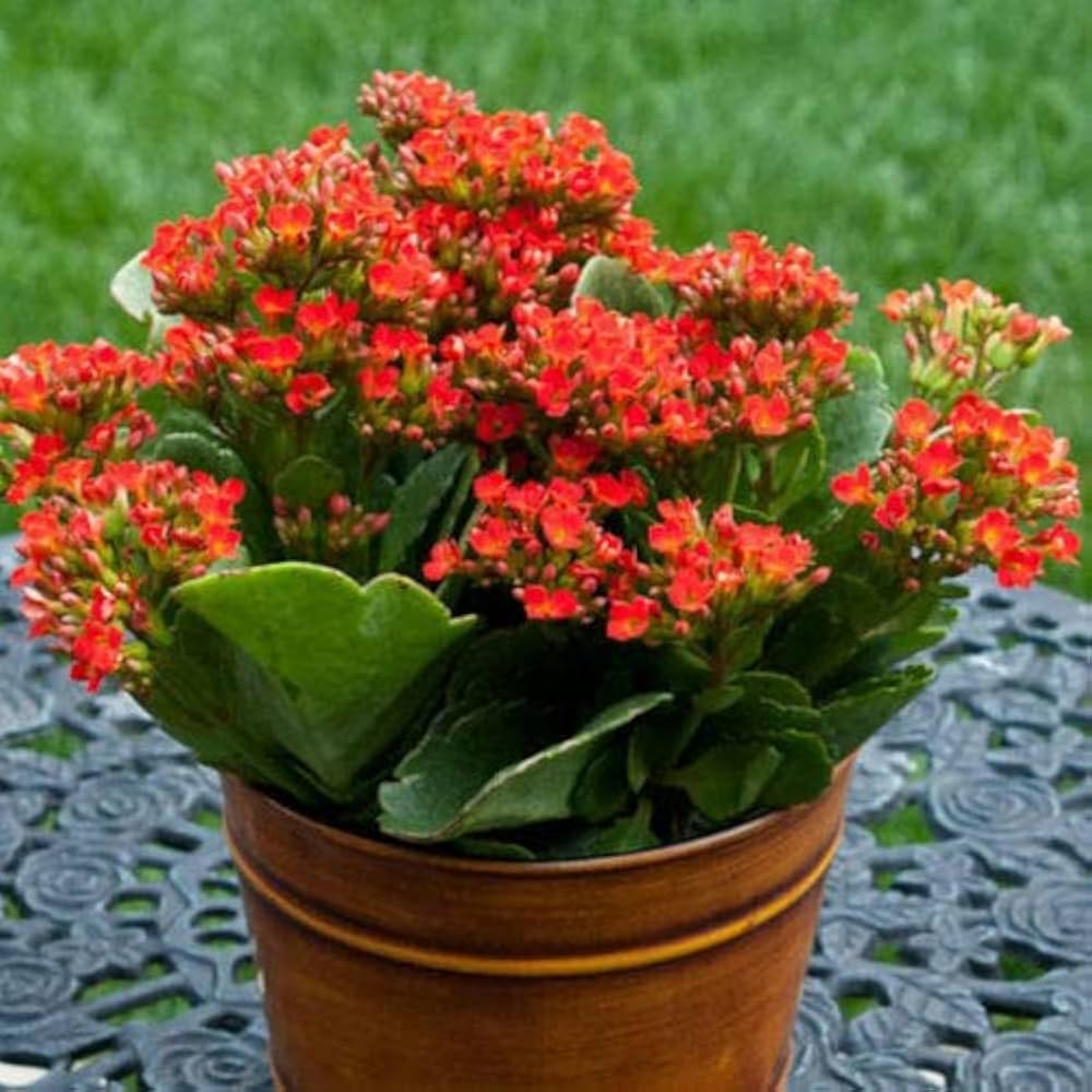 Kalanchoe Longevity Flower Perennial Plant Seeds