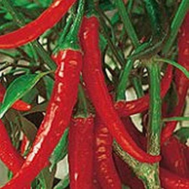 Ring of Fire Pepper Seeds
