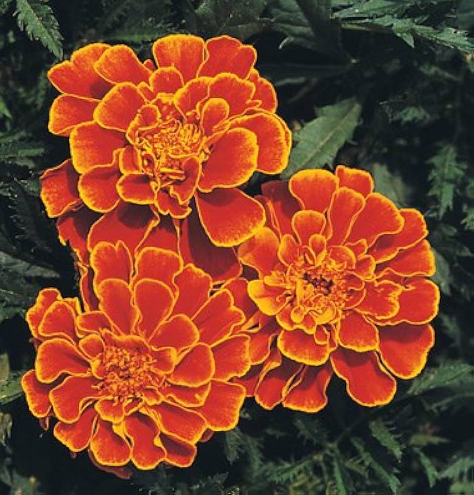 Strawflower plant Xerochrysum bracteatum yellow seeds for planting in home gardens or dried flower arrangements