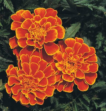 Strawflower plant Xerochrysum bracteatum yellow seeds for planting in home gardens or dried flower arrangements