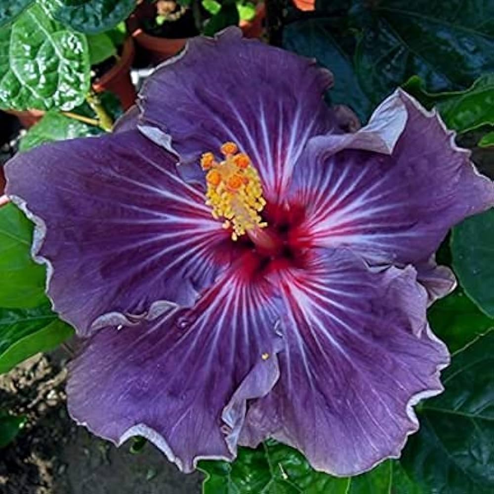 Hibiscus flower white pink purple giant seeds for planting in tropical exotic gardens