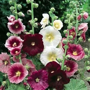 Mixed Hollyhock Flower Seeds 100 pcs