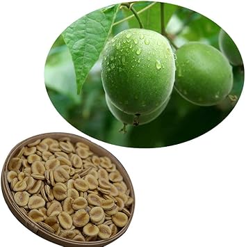 LuoHan Guo Fruit Seeds, Unique Sweetening Fruit with Medicinal Qualities 100 pcs
