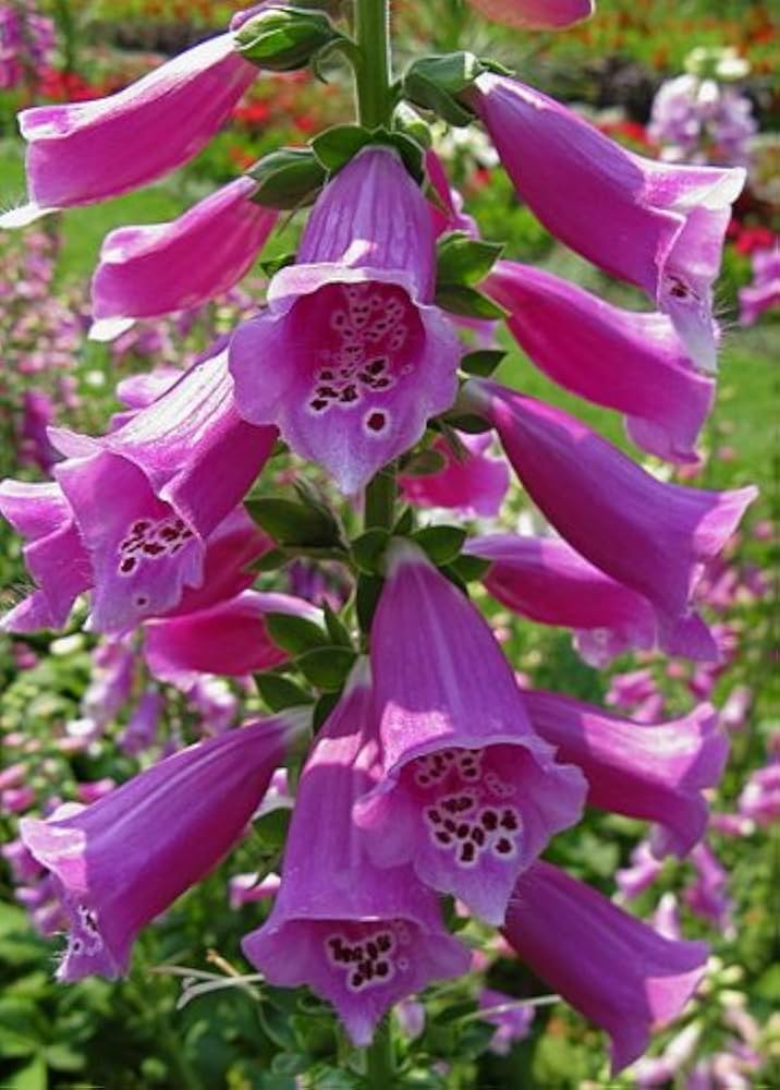Fritillaria flower Fritillaria meleagris seeds for planting in shaded garden spaces or decorative borders