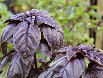 Lemon Basil Ocimum citriodorum seeds for herb garden planting