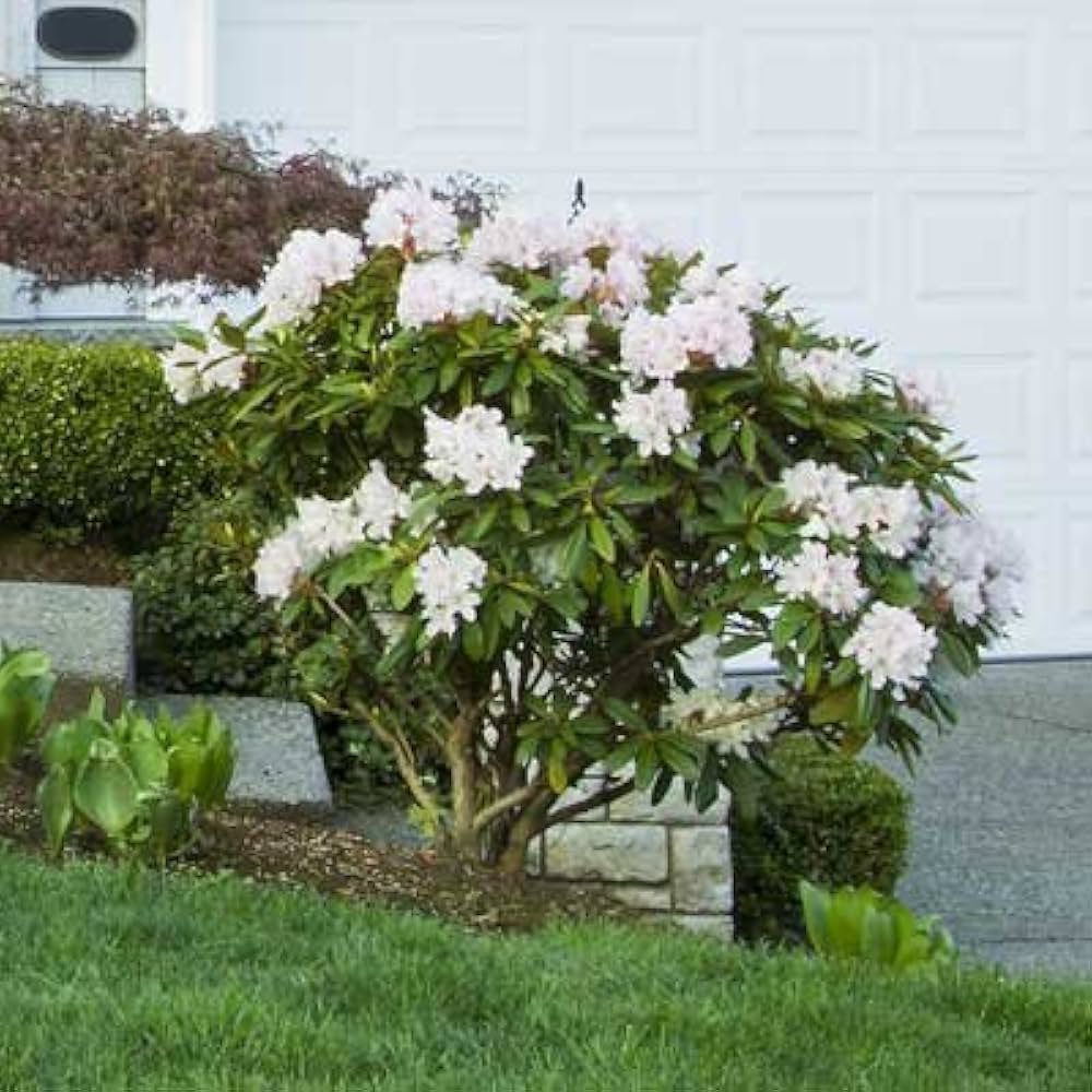 Rhododendron Mixed Colors Flower Seeds for Indoor and Outdoor Planting