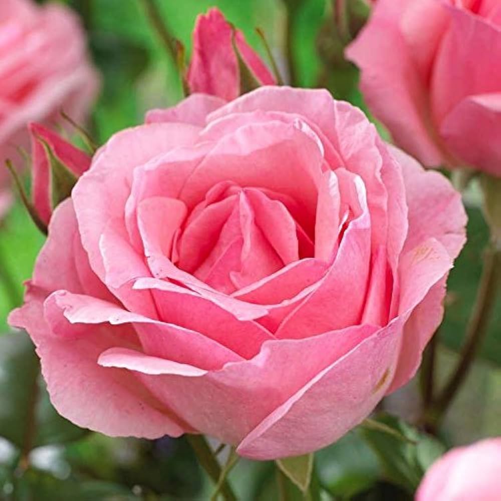 Queen Elizabeth Rose Hardy Shrub Flower Seeds for Home and Garden Planting