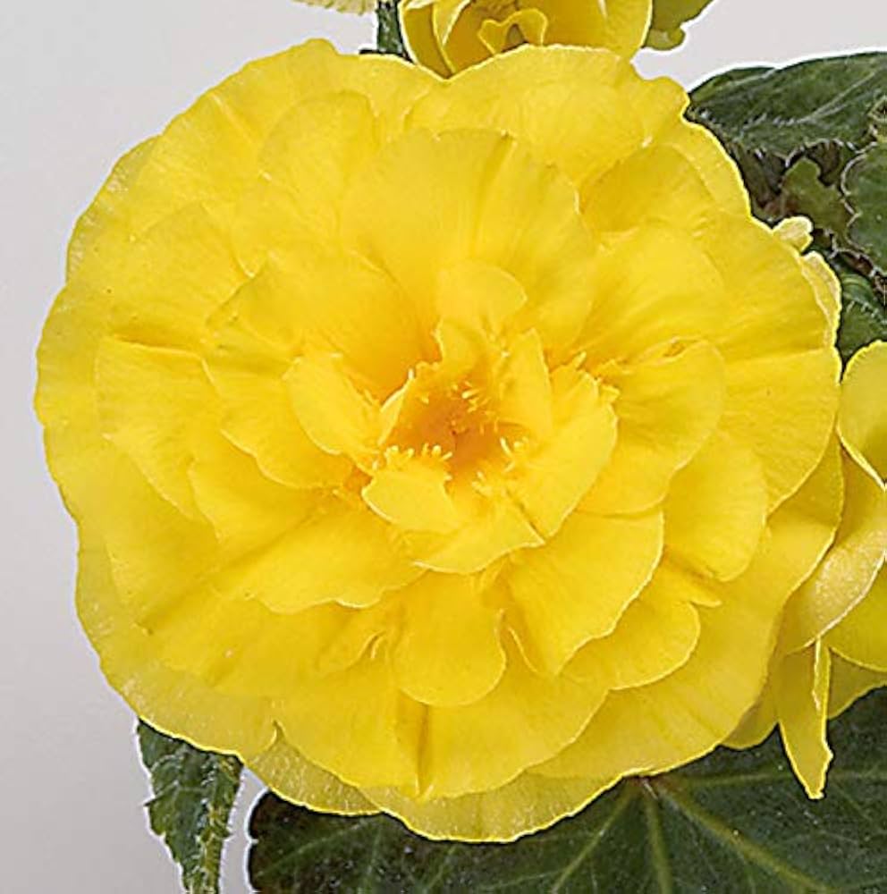 Begonia Tuberous Non Stop yellow flower seeds for continuous blooming pots