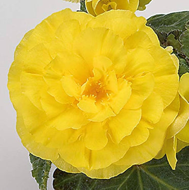 Begonia Tuberous Non Stop yellow flower seeds for continuous blooming pots