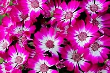 Heirloom Pink White Cineraria Flower Seeds for Planting, Non-GMO