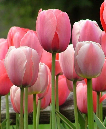 Heirloom Tulip Flower Seeds for Planting 100