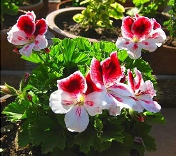 Univalve Geranium Flower Seeds for Planting - Heirloom & Non-GMO Seeds for Home Garden