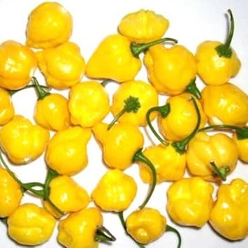 Yellow chili Capsicum annuum seeds for planting in backyard garden
