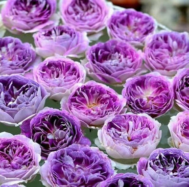 African Moonstone Violet Perennial Flower Seeds