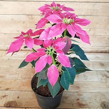Heirloom Non-GMO Pink Poinsettia Flower Seeds for Planting – Elegant Festive Blooming Seeds