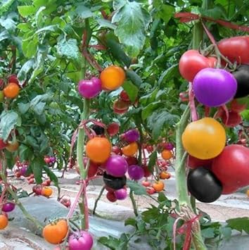 Multi-Colour Tomato Vegetable Seeds for Planting heirloom & Non-GMO Seeds