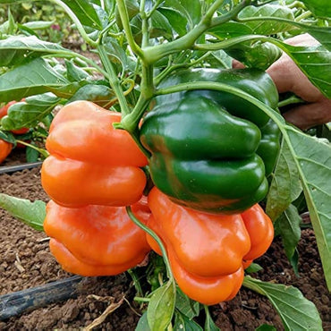 Orange Pepper Capsicum Annuum Vegetable Seeds for Planting in Home Garden and Patio Containers