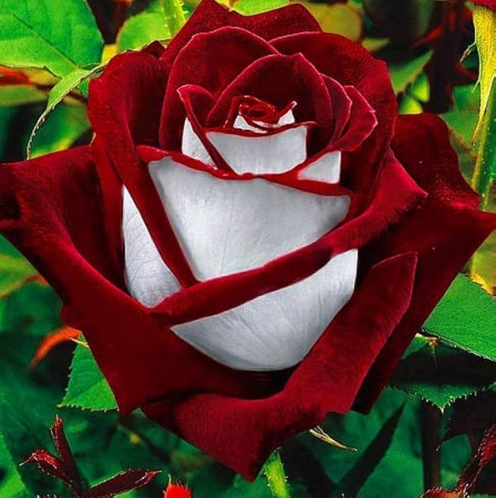Osiria Rose Heirloom Mixed Color Flower Seeds