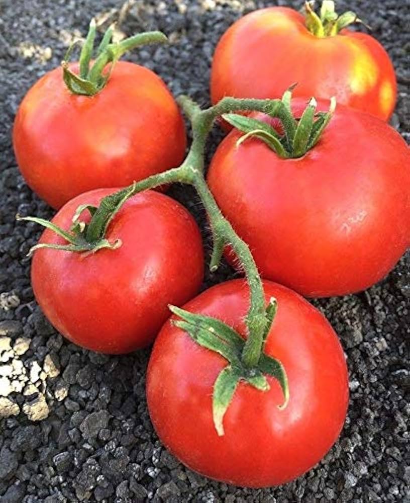 Siletz tomato plant grown from organic and conventional seeds with early-maturing red fruits