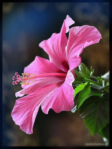 Hibiscus flower red orange giant seeds for planting in hardy exotic garden beds