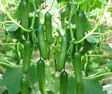 Heirloom Organic Cucumber Snake Greenhouse Louisa F1 Seeds, Vegetable Seeds for Planting