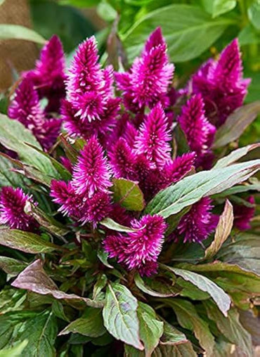 Celosia cristata hot pink frilly brain flower seeds for unique ornamental displays
