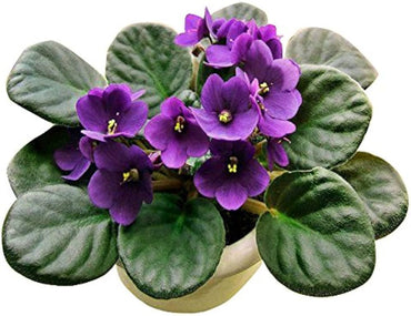 African Violet Saintpaulia Ionantha Perennial Flower Seeds