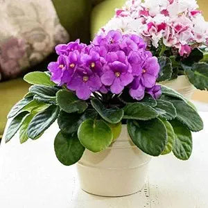 Violet Flower Seeds Mixed Colors for Indoor & Outdoor
