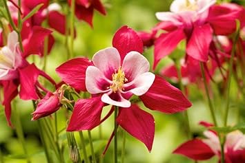 Heirloom Non-GMO Columbine Flower Seeds for Planting – Colorful Perennial Wildflower Blooms