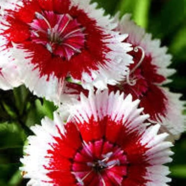 Carnation Dianthus Caryophyllus Flower Seeds