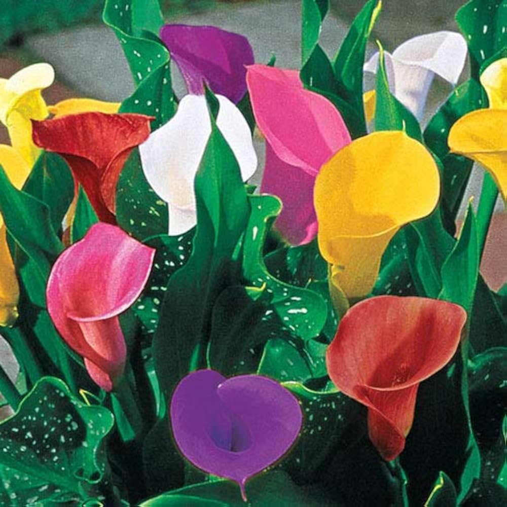 Calla Lily Elegant Indoor Flower Seeds