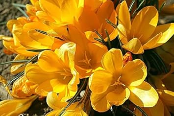 Heirloom Non-GMO Crocus Sativus Yellow Flower Seeds for Garden Planting – Saffron-Producing Blooms
