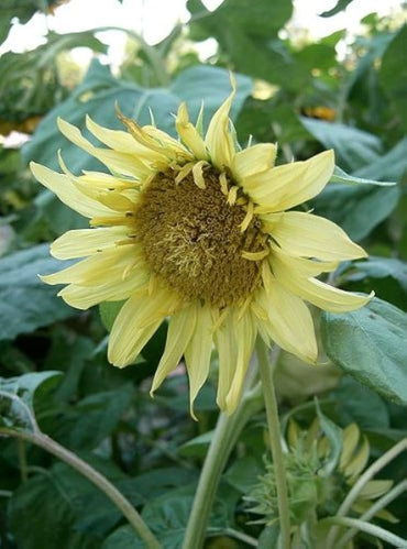 Moonwalker sunflower Helianthus annuus flower seeds for planting in backyard garden or sunny pots