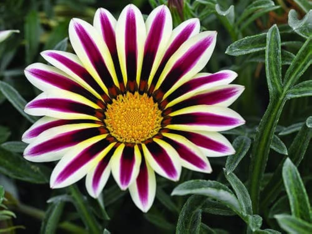 Gazania Purple Perennial Flower Seeds