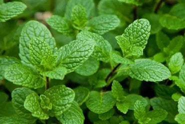 Peppermint Herb Plant Seeds