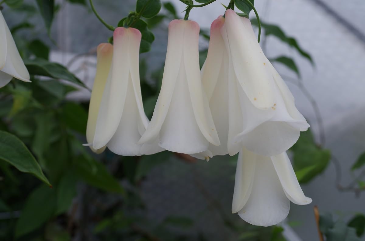 Heirloom Non-GMO Chilean Bell Flower Seeds for Planting – Rare Climbing Blooms - Non-GMO for planting in home garden