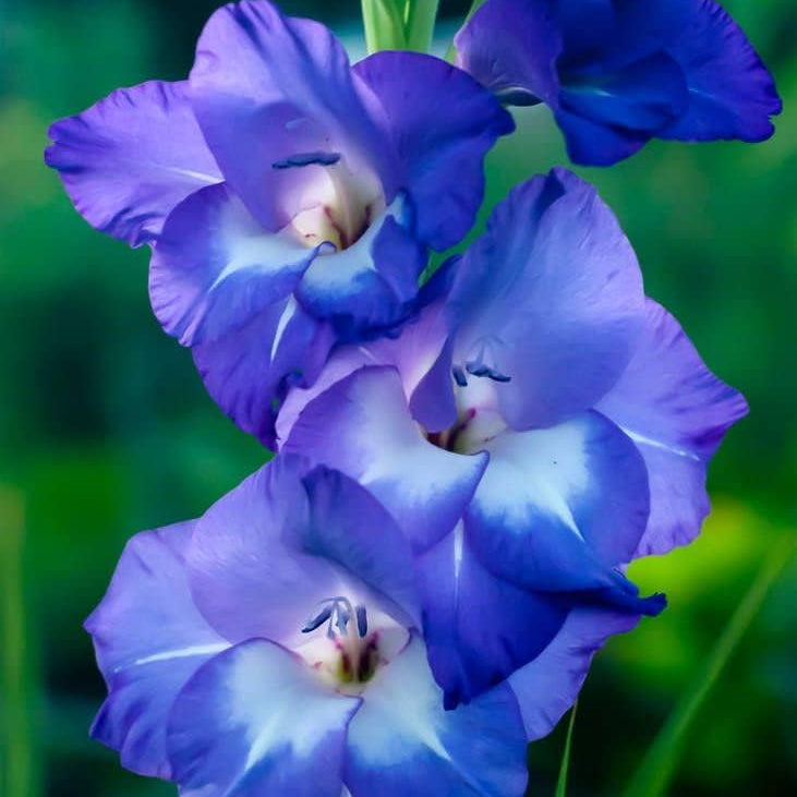 Organic Blue Gladiolus Flower Seeds for Planting – Heirloom, Non-GMO