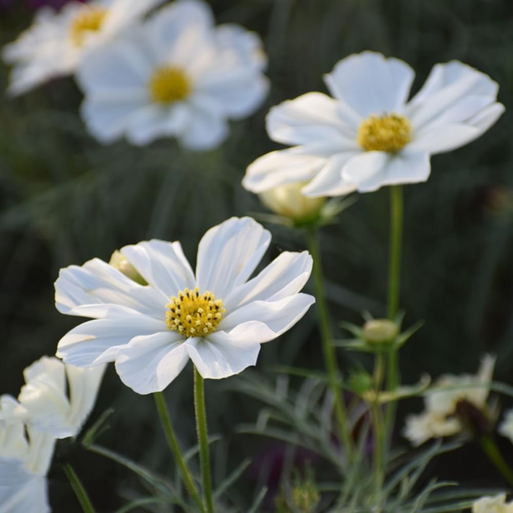 Cosmos Sonata Mix flower seeds – easy annuals with colorful daisy-like blooms