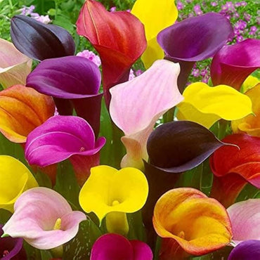 Calla Lily Elegant Indoor Flower Seeds