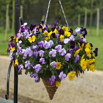 Heirloom Hanging Pansy Flower Seeds for Planting, Non-GMO