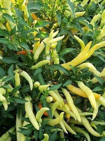 White Thai Pepper Capsicum Annuum Vegetable Seeds for Planting in Kitchen Garden and Small Outdoor Spaces
