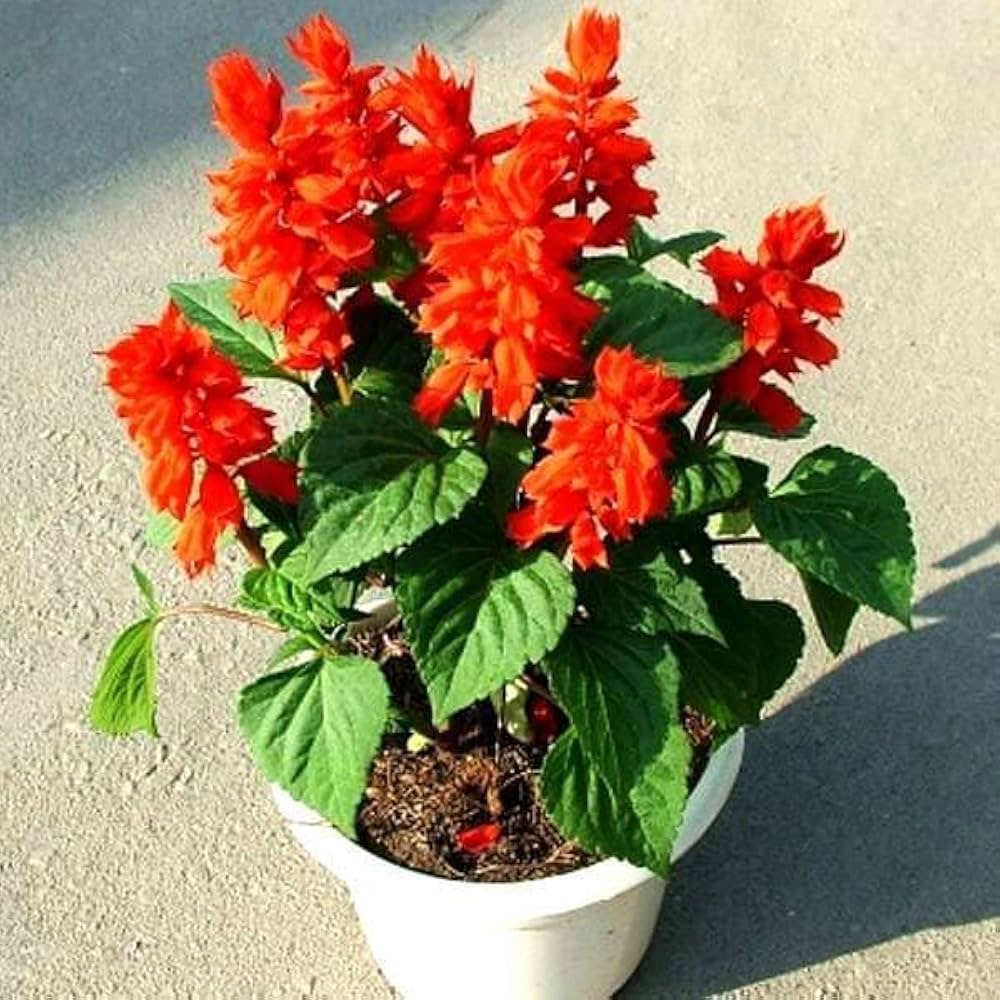 Salvia splendens Sage 'Sizzle Burgundy Halo' seeds for planting in flower beds